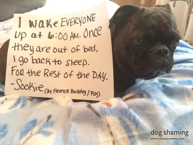 dogshaming:  I need my beauty sleep  &ldquo;I wake everyone up at 6:00am. Once