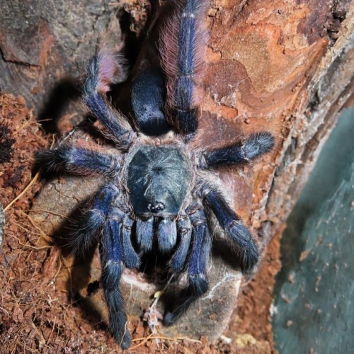 Love these colors! #tapinaucheniusviolaceus #tarantula #instarantulas #tarantulasofinstagram #fang_g