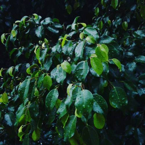Lluvia.