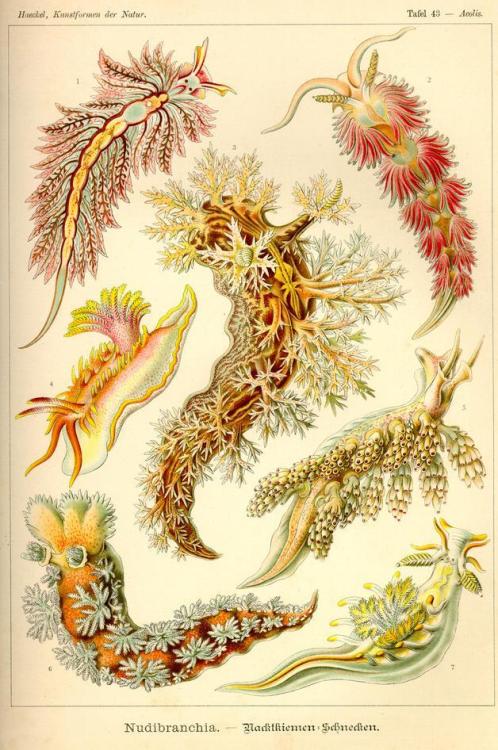 Nudibranchia, plate 43 from the book Kunstformen der Natur.Nudibrânquios, placa 43 do livro Kunstfor