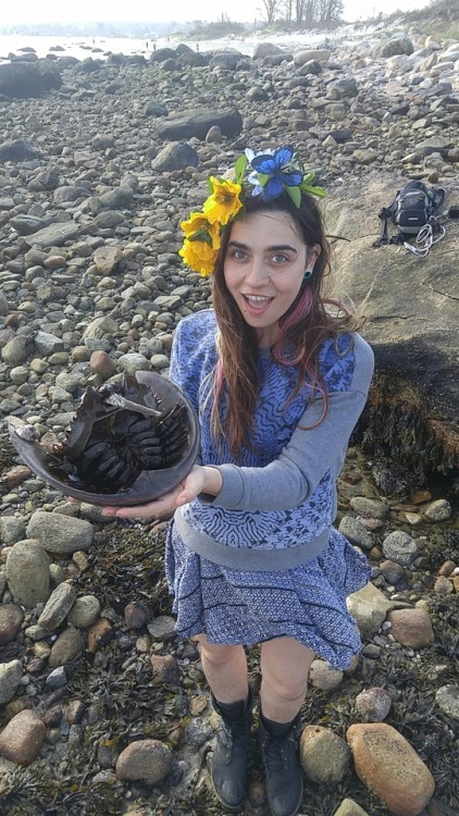 organichaos: I found a huge horseshoe crab wedged between two rocks, stuck real bad, and somewhat wo