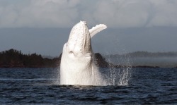 stunningpicture:  One of the few albino whales