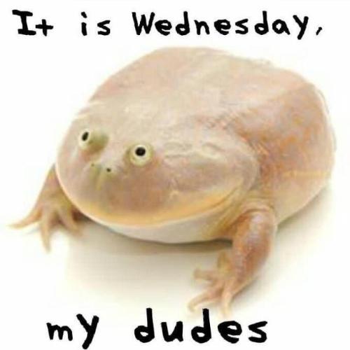 sticksdrawsss: 30-minute-memes: 30-minute-memes: It is Wednesday, my dudes Are you just gunna scroll
