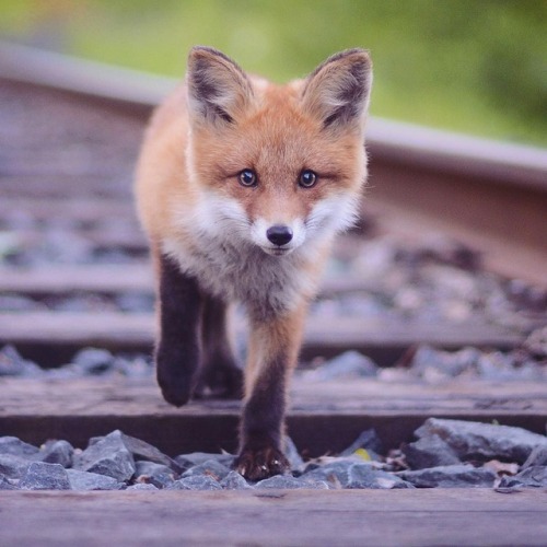 everythingfox: Where is he going?? Photo by kpunkka