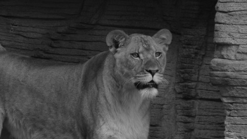 Lioness Series 3Riverbanks Zoo - Columbia, SC