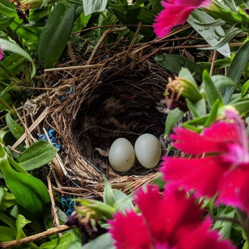 After seeing a bird fly out of our hanging planter we discovered this. Now we can&rsquo;t water 