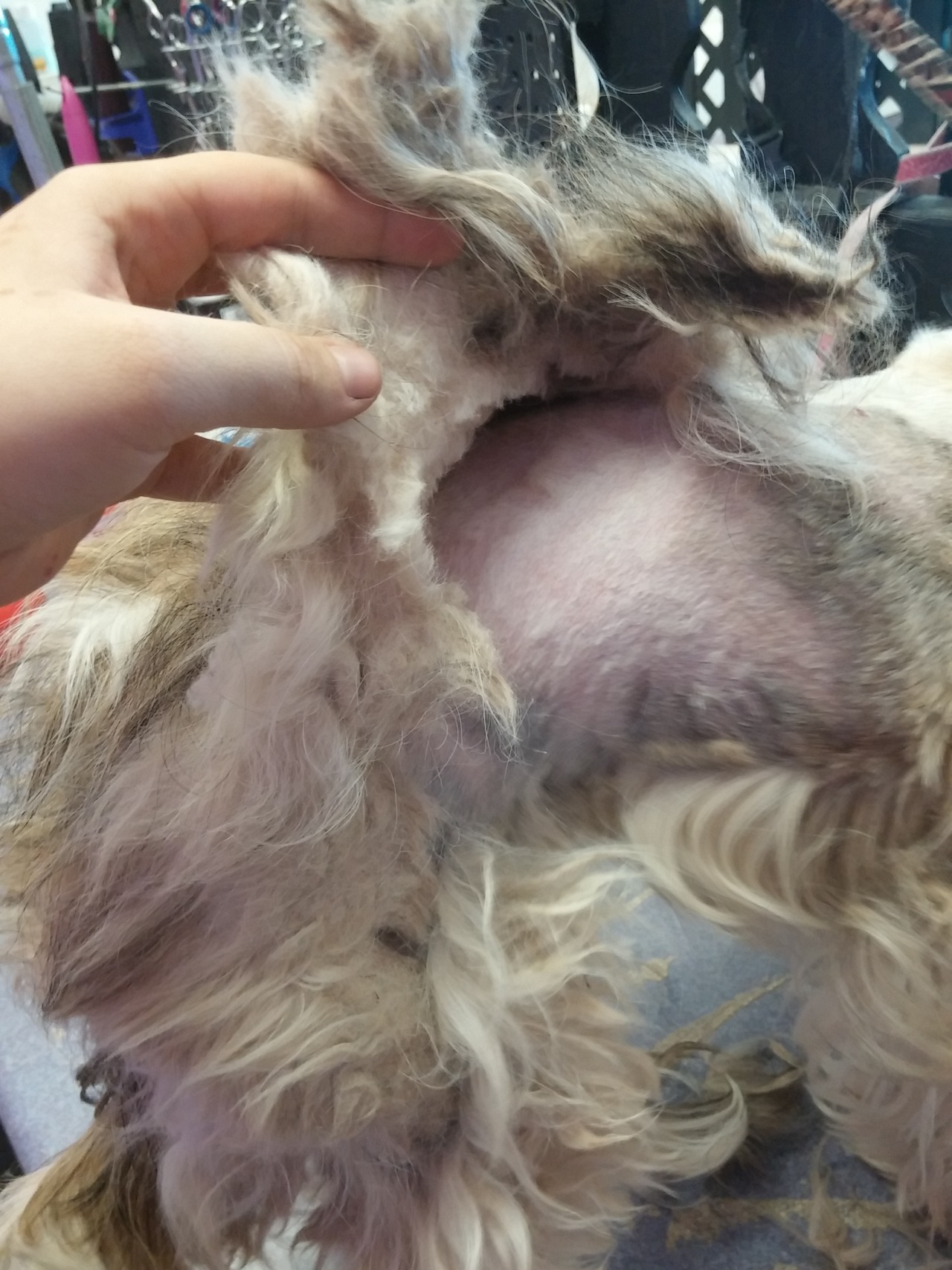 mooseings:  fortheloveoffurrythings:  *Sigh* Alright, pet owners. We need to have