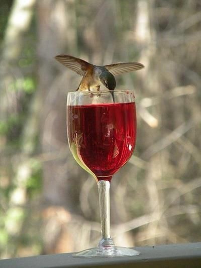 Obsession Swansong Willows Via Hummingbird Drinking Wine