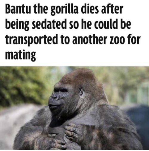 fangsayomi:  boss-hoody:  the-antifeminist-atheist:  browsedankmemes:  How many more brothers must fall!?  BALLS OUT FOR BANTU  Poor guy went to sleep thinking he’d wake up to hot gorilla puss, but instead, he woke up to being dead.   Holy shit.