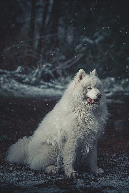 thelavishsociety:  Fluffy by Nima Zadrafi 