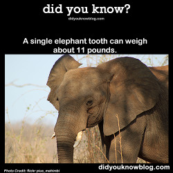 did-you-kno:  A single elephant tooth can weigh about 11 pounds. Source