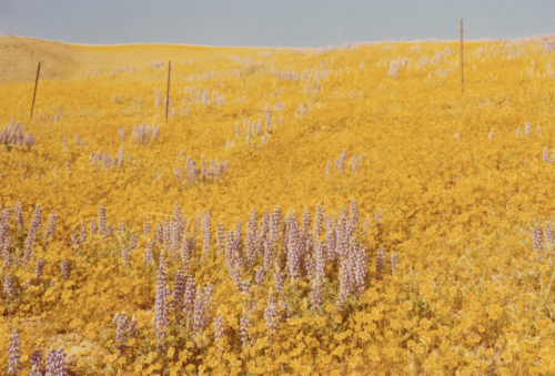 neshamama:william eggleston, “field of daisies and lupins,” 1978, chromogenic print
