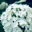 shinrin04
