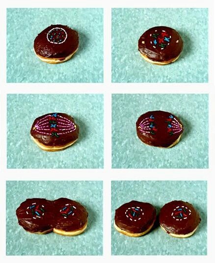 ilovecharts:  Mitosis Explained Through Donuts 
