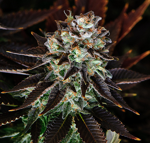 cannabisbudcollector:  Follow ;) http://cannabisbudcollector.tumblr.com