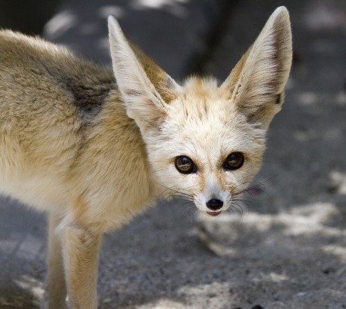I want a fennec fox!  I want sand cats!  I want cute furry animals that aren’t supposed to be 