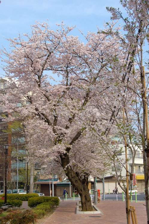 20090408 074926 飯山満の桜 By : 鈴木 宏一