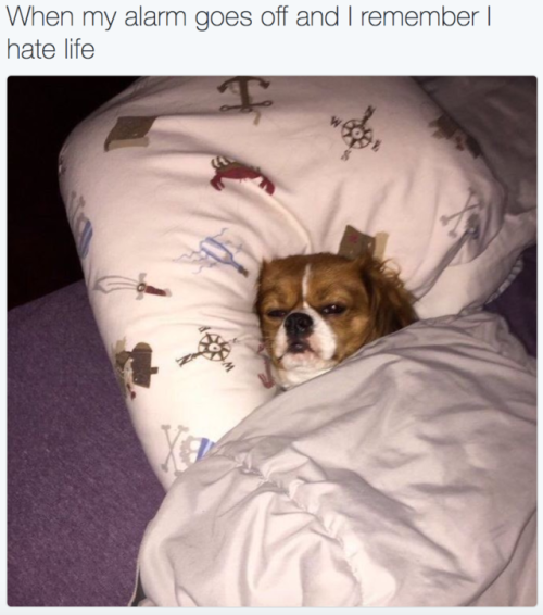 https://good-dog-girls.tumblr.com/post/161824049767
