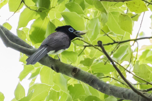 サンコウチョウ（Japanese Paradise Flycatcher）