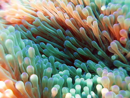 lusidar:Sea anemone, off Ishigakijima, Okinawa, Japan