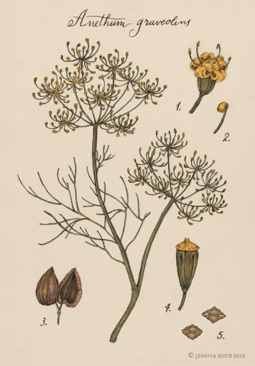 An illustration of dill (a dillustration?), inspired by old botanical prints. This was for a private