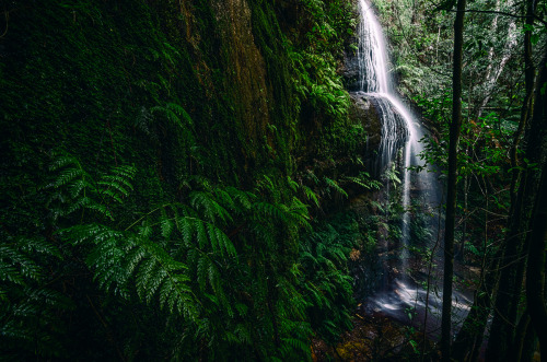 mirroredphotography:Up close with the moss and ferns.