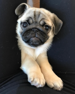 pugs:  “Notice me please”  I want your