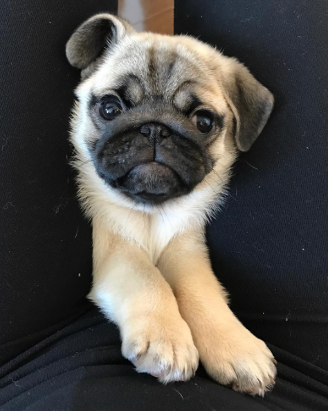 pugs:  “Notice me please”  I want your attention…. NOW!!!