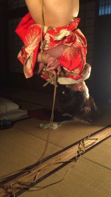 japanesebdsmofficial:Shibari Naka AkiraModel Hana Kano