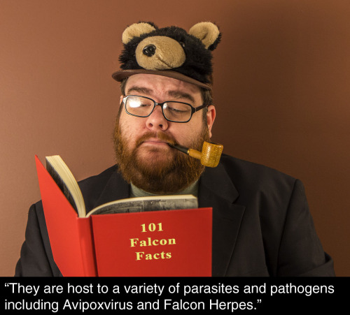 thefrogman:  Falcon facts.  adult photos