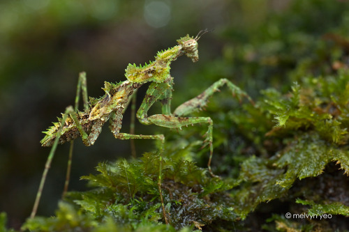 bugkeeping:Haania sp. (Moss Mantis)Guys I - I want to introduce you to someone special okay?…