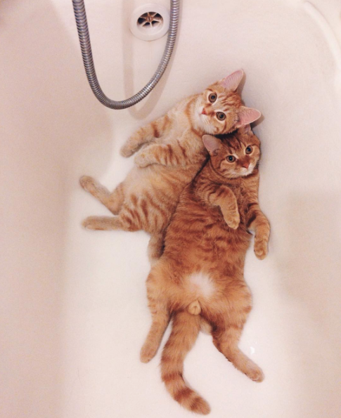 lattergaysaint: organicandhappy:  lord–swoledemort:   catsbeaversandducks:  “Let’s