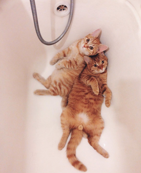 catsbeaversandducks:  “Let’s be cute together!” Photos by ©Anya Yukhtina 