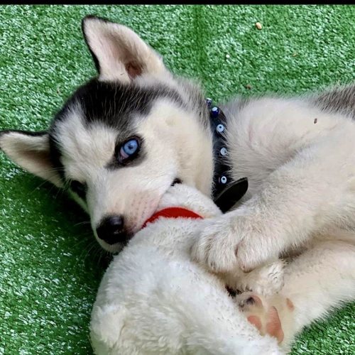 siberian husky