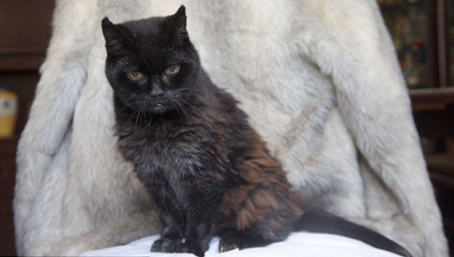 mothernaturenetwork: Britain’s oldest cat approaches 28th birthdayCola was born in November 19