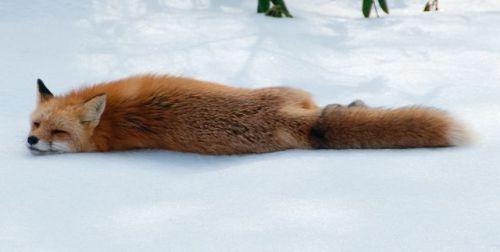 wolverxne:  Photographer Tim Carter captured these adorable images of this Red Fox playing, stretching and sleeping in the snow.  
