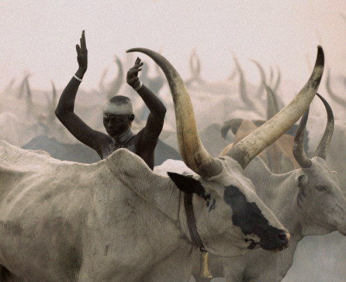 offendedpaws:Dinka tribe by Carol Beckwith & Angela FisherDinka Boy with Long Horned Bull, South