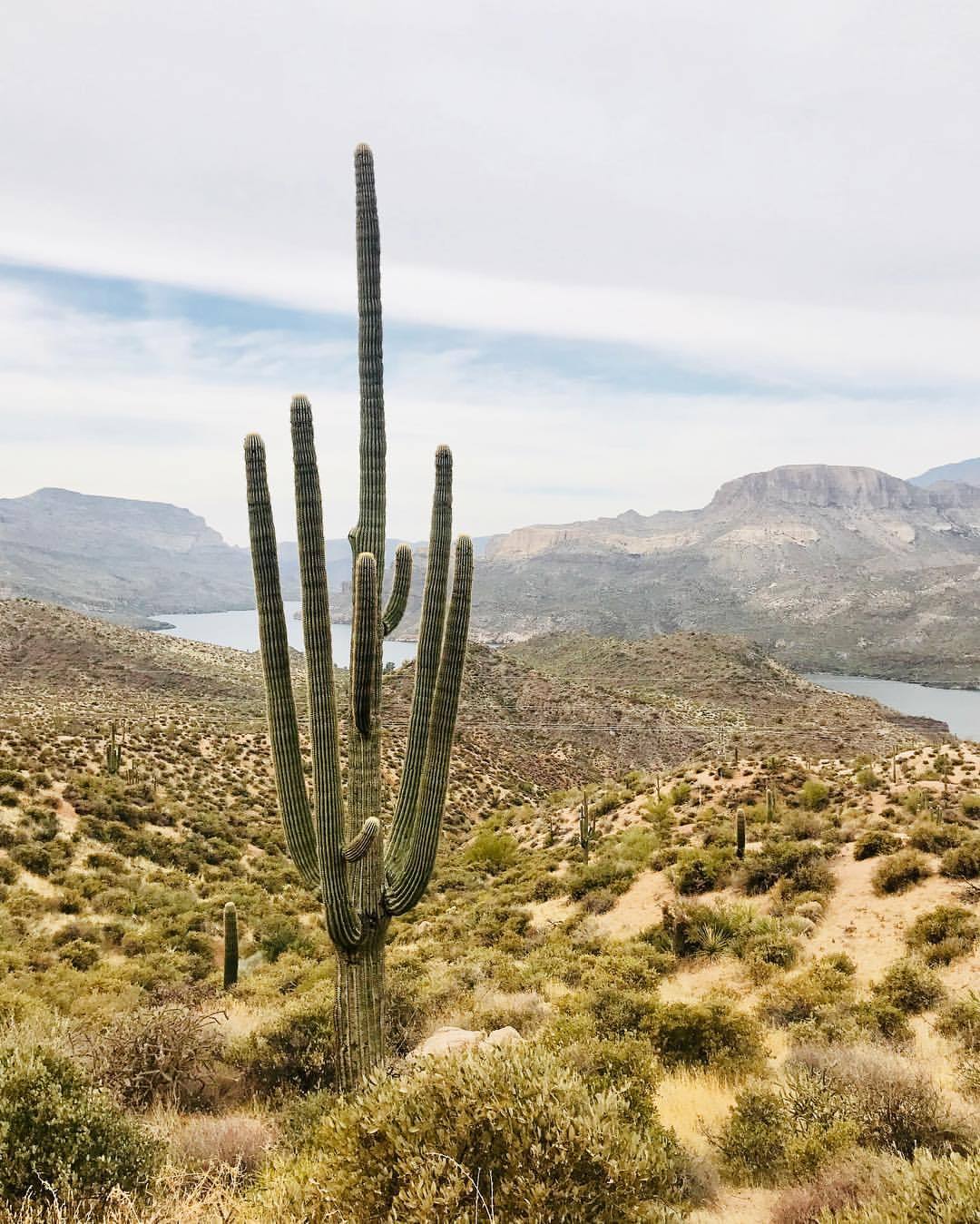 Apache Trail near Phoenix
#landscape #arizona #apachetrail #saguaro (at Superstition Mountains)