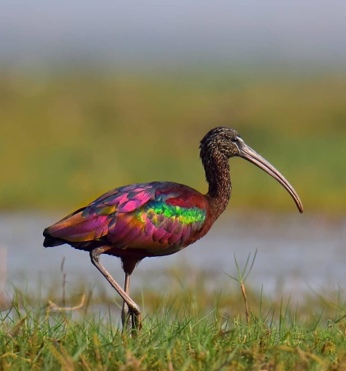 trashzy: Glossy Ibis GLOSSY IBISPlegadis falcinellusAt distance, Glossy Ibises look uniformly dark, 