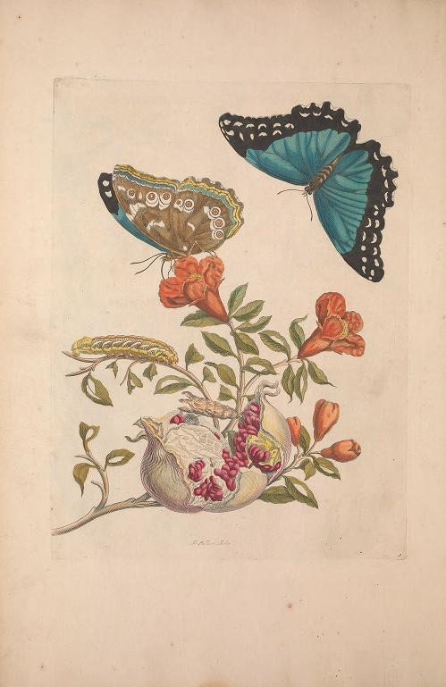 smithsonianlibraries:  It’s pollinator week! DYK that around 75% of flowering plants