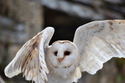 featheroftheowl:  Barn Owl by lottefotografie