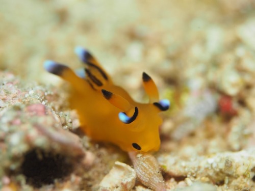anudibranchaday:The Pikachu nudibranch (Thecacera pacifica) is appropriately named for its yellow body with black stripes and black-tipped rhinophores. Found in both the Indian Ocean and the Atlantic Ocean (in the Gulf of Mexico) it grows to be about