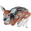 musamulta-aa