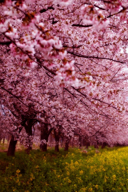 atraversso:  Cherry blossoms   by Haru Digital