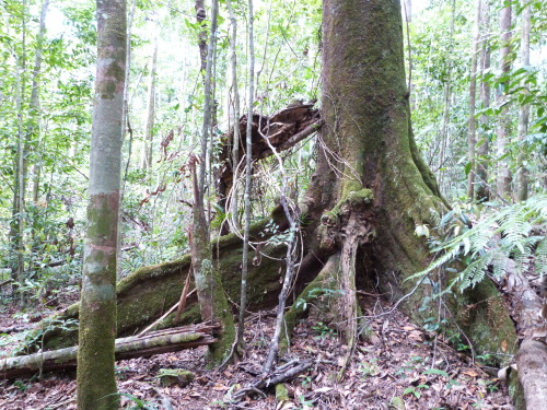 Rainforest at Paluma, Townsville.  Queensland. Photographer: Melanie Wood