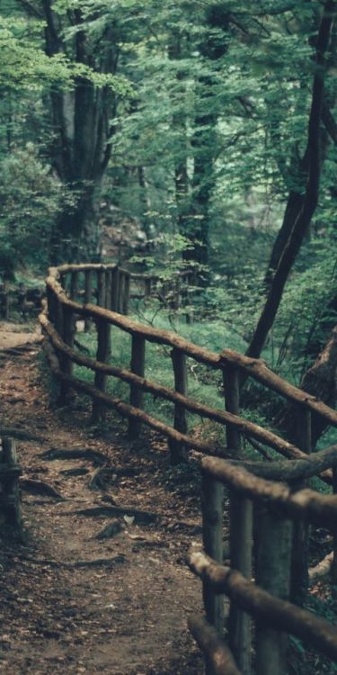 Dirt road, pathway, fence, forest, nature, 1080x2160 wallpaper @wallpapersmug : ift.tt/2FI4i