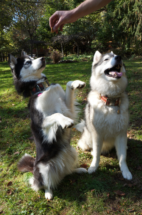 Tricks for treats! We are still struggling with the “sit pretty” command when mams is holding that p