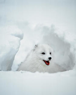 beautiful-wildlife:  Arctic Fox in winter coat, Alaska by Jaynes Gallery