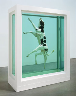 adamrobinsonart:  ‘In His Infinite Wisdom’ by Damien Hirst 2003 Glass, painted aluminium, silicone, acrylic, monofilament, calf and formaldehyde solution (Source: Damien Hirst’s website) 