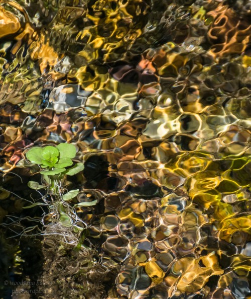woodsong:  “If there is magic on this planet, it is contained in water.” ~ Loren Eiseley 